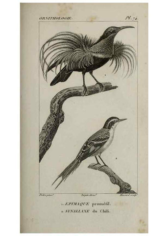 Reproducción/Reproduction 49826384431: Traité d'ornithologie, ou, Tableau méthodique des ordres, sous-ordres, familles, tribus, genres, sous-genres et races d'oiseaux :. Bruxelles :Chez F.G. Levrault ;1831.. 