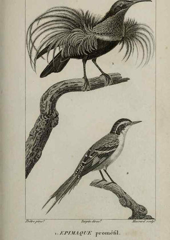 Reproducción/Reproduction 49826384431: Traité d'ornithologie, ou, Tableau méthodique des ordres, sous-ordres, familles, tribus, genres, sous-genres et races d'oiseaux :. Bruxelles :Chez F.G. Levrault ;1831.. 