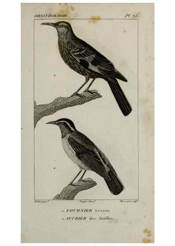 Reproducción/Reproduction 49825852423: Traité d'ornithologie, ou, Tableau méthodique des ordres, sous-ordres, familles, tribus, genres, sous-genres et races d'oiseaux :. Bruxelles :Chez F.G. Levrault ;1831.. 