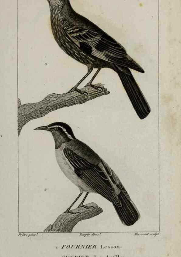Reproducción/Reproduction 49825852423: Traité d'ornithologie, ou, Tableau méthodique des ordres, sous-ordres, familles, tribus, genres, sous-genres et races d'oiseaux :. Bruxelles :Chez F.G. Levrault ;1831.. 