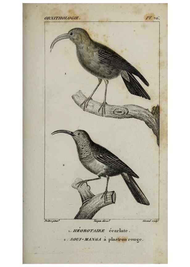 Reproducción/Reproduction 49825852938: Traité d'ornithologie, ou, Tableau méthodique des ordres, sous-ordres, familles, tribus, genres, sous-genres et races d'oiseaux :. Bruxelles :Chez F.G. Levrault ;1831.. 