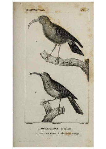 Reproducción/Reproduction 49825852938: Traité d'ornithologie, ou, Tableau méthodique des ordres, sous-ordres, familles, tribus, genres, sous-genres et races d'oiseaux :. Bruxelles :Chez F.G. Levrault ;1831.. 