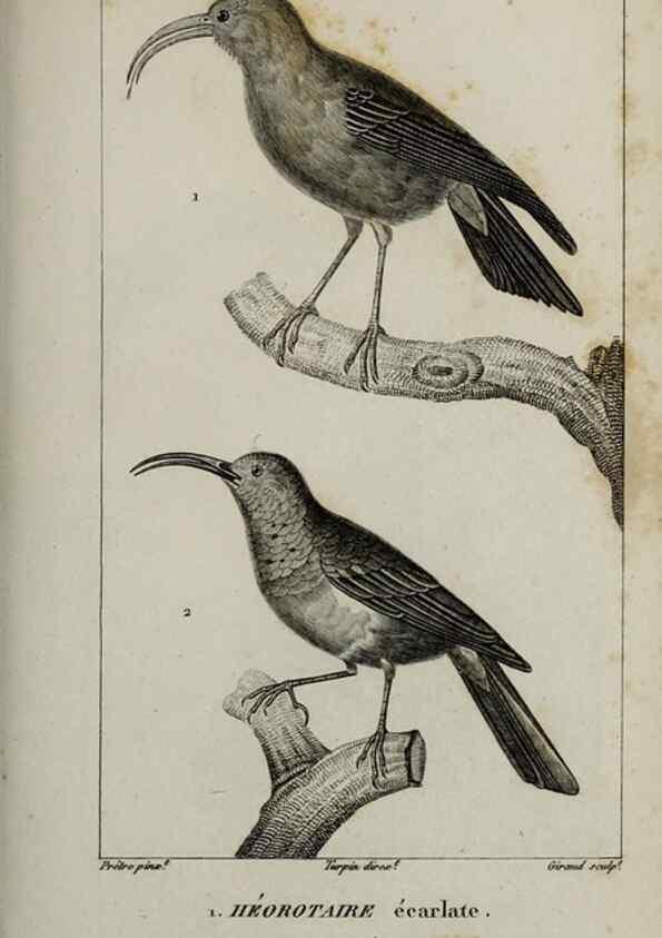 Reproducción/Reproduction 49825852938: Traité d'ornithologie, ou, Tableau méthodique des ordres, sous-ordres, familles, tribus, genres, sous-genres et races d'oiseaux :. Bruxelles :Chez F.G. Levrault ;1831.. 