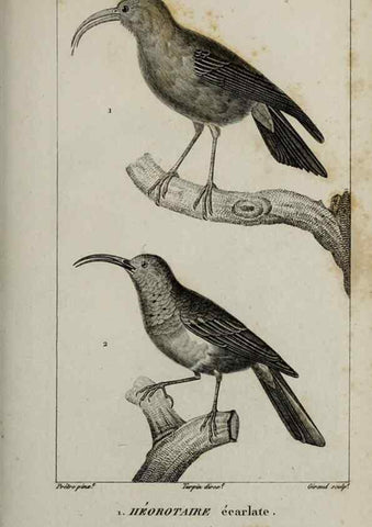 Reproducción/Reproduction 49825852938: Traité d'ornithologie, ou, Tableau méthodique des ordres, sous-ordres, familles, tribus, genres, sous-genres et races d'oiseaux :. Bruxelles :Chez F.G. Levrault ;1831.. 