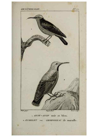 Reproducción/Reproduction 49826386246: Traité d'ornithologie, ou, Tableau méthodique des ordres, sous-ordres, familles, tribus, genres, sous-genres et races d'oiseaux :. Bruxelles :Chez F.G. Levrault ;1831.. 