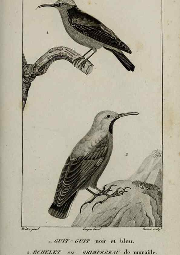 Reproducción/Reproduction 49826386246: Traité d'ornithologie, ou, Tableau méthodique des ordres, sous-ordres, familles, tribus, genres, sous-genres et races d'oiseaux :. Bruxelles :Chez F.G. Levrault ;1831.. 