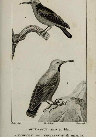 Reproducción/Reproduction 49826386246: Traité d'ornithologie, ou, Tableau méthodique des ordres, sous-ordres, familles, tribus, genres, sous-genres et races d'oiseaux :. Bruxelles :Chez F.G. Levrault ;1831.. 
