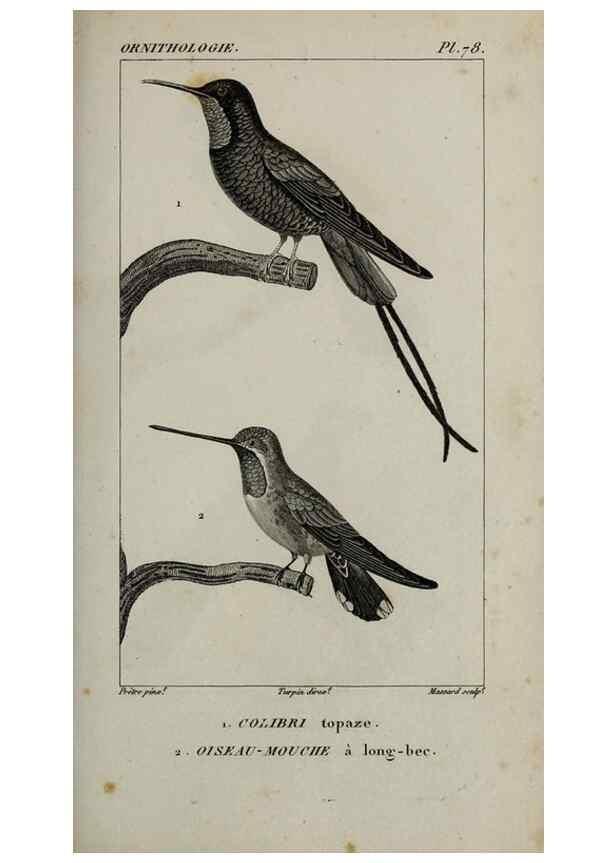 Reproducción/Reproduction 49826703897: Traité d'ornithologie, ou, Tableau méthodique des ordres, sous-ordres, familles, tribus, genres, sous-genres et races d'oiseaux :. Bruxelles :Chez F.G. Levrault ;1831.. 