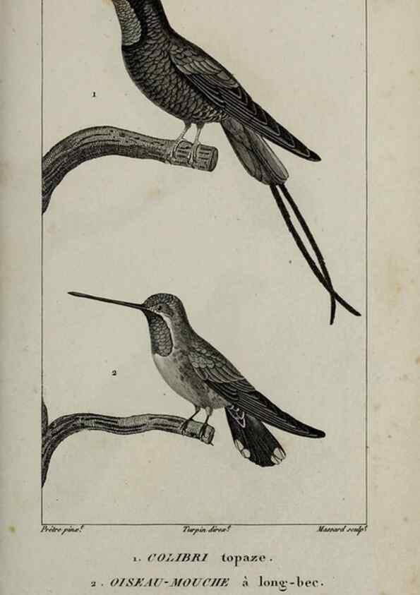 Reproducción/Reproduction 49826703897: Traité d'ornithologie, ou, Tableau méthodique des ordres, sous-ordres, familles, tribus, genres, sous-genres et races d'oiseaux :. Bruxelles :Chez F.G. Levrault ;1831.. 