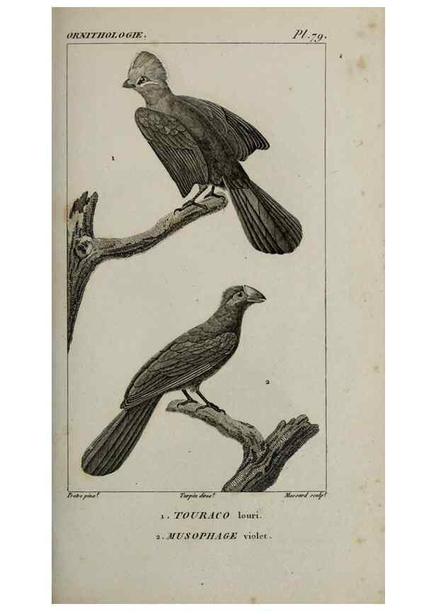Reproducción/Reproduction 49826704412: Traité d'ornithologie, ou, Tableau méthodique des ordres, sous-ordres, familles, tribus, genres, sous-genres et races d'oiseaux :. Bruxelles :Chez F.G. Levrault ;1831.. 