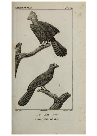 Reproducción/Reproduction 49826704412: Traité d'ornithologie, ou, Tableau méthodique des ordres, sous-ordres, familles, tribus, genres, sous-genres et races d'oiseaux :. Bruxelles :Chez F.G. Levrault ;1831.. 