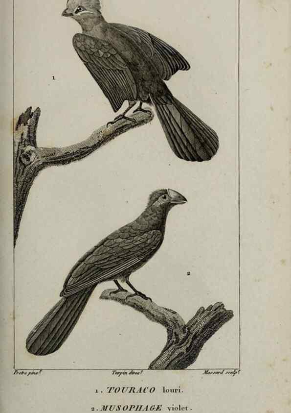 Reproducción/Reproduction 49826704412: Traité d'ornithologie, ou, Tableau méthodique des ordres, sous-ordres, familles, tribus, genres, sous-genres et races d'oiseaux :. Bruxelles :Chez F.G. Levrault ;1831.. 