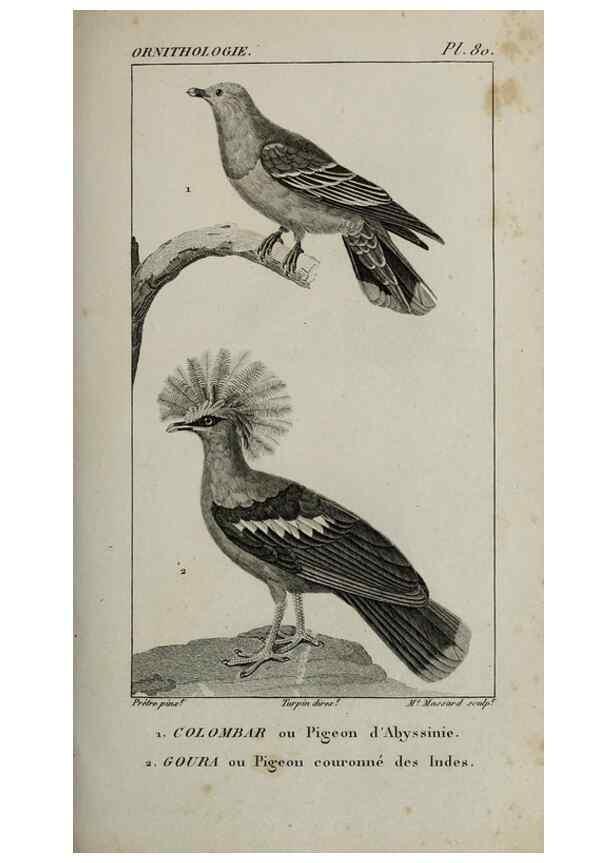 Reproducción/Reproduction 49825854933: Traité d'ornithologie, ou, Tableau méthodique des ordres, sous-ordres, familles, tribus, genres, sous-genres et races d'oiseaux :. Bruxelles :Chez F.G. Levrault ;1831.. 