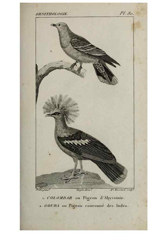Reproducción/Reproduction 49825854933: Traité d'ornithologie, ou, Tableau méthodique des ordres, sous-ordres, familles, tribus, genres, sous-genres et races d'oiseaux :. Bruxelles :Chez F.G. Levrault ;1831.. 