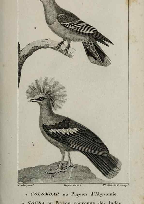 Reproducción/Reproduction 49825854933: Traité d'ornithologie, ou, Tableau méthodique des ordres, sous-ordres, familles, tribus, genres, sous-genres et races d'oiseaux :. Bruxelles :Chez F.G. Levrault ;1831.. 