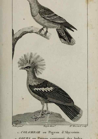 Reproducción/Reproduction 49825854933: Traité d'ornithologie, ou, Tableau méthodique des ordres, sous-ordres, familles, tribus, genres, sous-genres et races d'oiseaux :. Bruxelles :Chez F.G. Levrault ;1831.. 