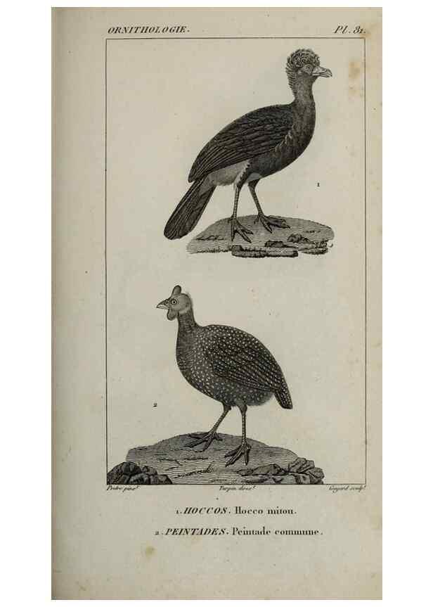 Reproducción/Reproduction 49825855498: Traité d'ornithologie, ou, Tableau méthodique des ordres, sous-ordres, familles, tribus, genres, sous-genres et races d'oiseaux :. Bruxelles :Chez F.G. Levrault ;1831.. 