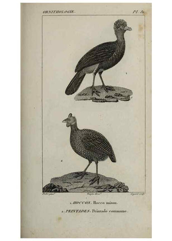 Reproducción/Reproduction 49825855498: Traité d'ornithologie, ou, Tableau méthodique des ordres, sous-ordres, familles, tribus, genres, sous-genres et races d'oiseaux :. Bruxelles :Chez F.G. Levrault ;1831.. 