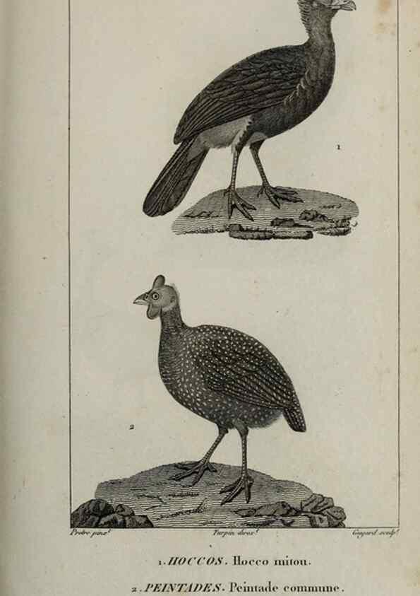 Reproducción/Reproduction 49825855498: Traité d'ornithologie, ou, Tableau méthodique des ordres, sous-ordres, familles, tribus, genres, sous-genres et races d'oiseaux :. Bruxelles :Chez F.G. Levrault ;1831.. 
