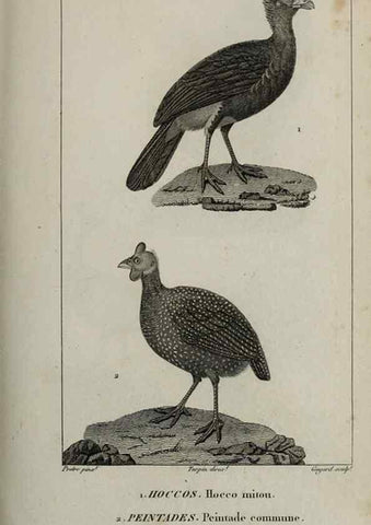 Reproducción/Reproduction 49825855498: Traité d'ornithologie, ou, Tableau méthodique des ordres, sous-ordres, familles, tribus, genres, sous-genres et races d'oiseaux :. Bruxelles :Chez F.G. Levrault ;1831.. 