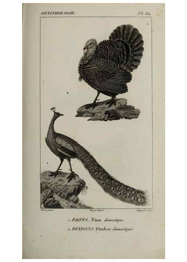 Reproducción/Reproduction 49826706047: Traité d'ornithologie, ou, Tableau méthodique des ordres, sous-ordres, familles, tribus, genres, sous-genres et races d'oiseaux :. Bruxelles :Chez F.G. Levrault ;1831.. 