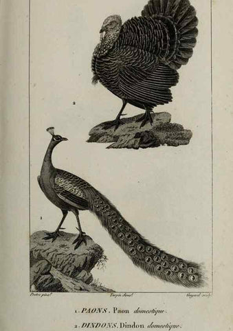 Reproducción/Reproduction 49826706047: Traité d'ornithologie, ou, Tableau méthodique des ordres, sous-ordres, familles, tribus, genres, sous-genres et races d'oiseaux :. Bruxelles :Chez F.G. Levrault ;1831.. 
