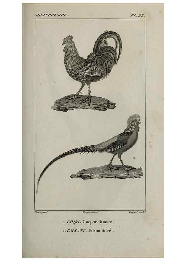 Reproducción/Reproduction 49826706522: Traité d'ornithologie, ou, Tableau méthodique des ordres, sous-ordres, familles, tribus, genres, sous-genres et races d'oiseaux :. Bruxelles :Chez F.G. Levrault ;1831.. 