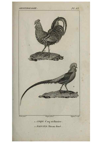 Reproducción/Reproduction 49826706522: Traité d'ornithologie, ou, Tableau méthodique des ordres, sous-ordres, familles, tribus, genres, sous-genres et races d'oiseaux :. Bruxelles :Chez F.G. Levrault ;1831.. 