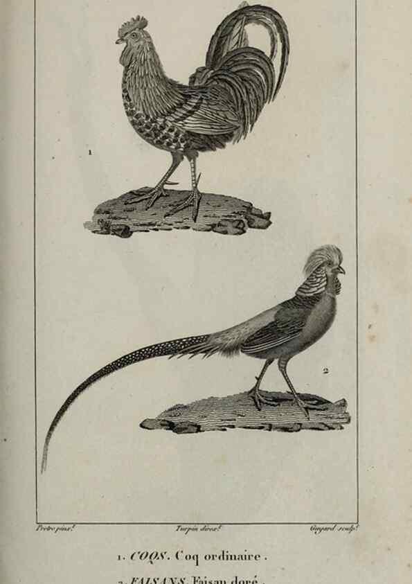 Reproducción/Reproduction 49826706522: Traité d'ornithologie, ou, Tableau méthodique des ordres, sous-ordres, familles, tribus, genres, sous-genres et races d'oiseaux :. Bruxelles :Chez F.G. Levrault ;1831.. 