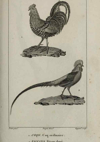Reproducción/Reproduction 49826706522: Traité d'ornithologie, ou, Tableau méthodique des ordres, sous-ordres, familles, tribus, genres, sous-genres et races d'oiseaux :. Bruxelles :Chez F.G. Levrault ;1831.. 
