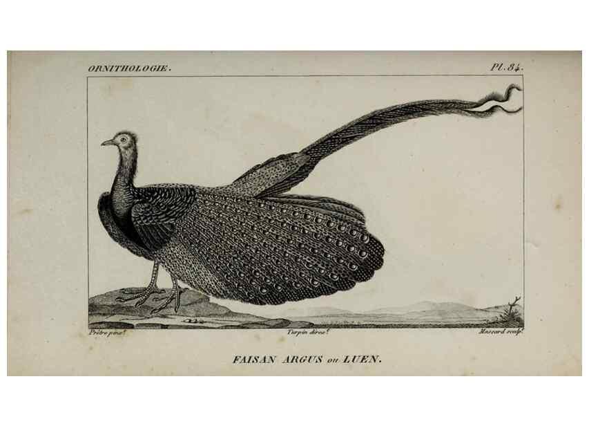 Reproducción/Reproduction 49825856943: Traité d'ornithologie, ou, Tableau méthodique des ordres, sous-ordres, familles, tribus, genres, sous-genres et races d'oiseaux :. Bruxelles :Chez F.G. Levrault ;1831.. 