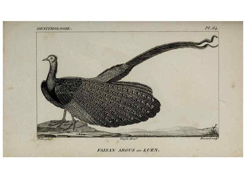 Reproducción/Reproduction 49825856943: Traité d'ornithologie, ou, Tableau méthodique des ordres, sous-ordres, familles, tribus, genres, sous-genres et races d'oiseaux :. Bruxelles :Chez F.G. Levrault ;1831.. 