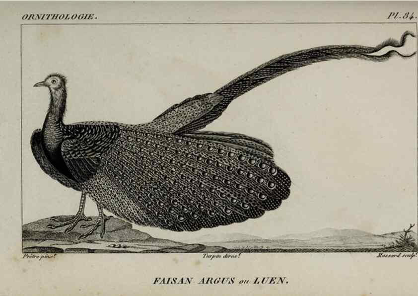 Reproducción/Reproduction 49825856943: Traité d'ornithologie, ou, Tableau méthodique des ordres, sous-ordres, familles, tribus, genres, sous-genres et races d'oiseaux :. Bruxelles :Chez F.G. Levrault ;1831.. 