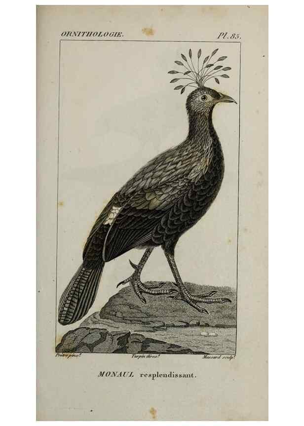 Reproducción/Reproduction 49825857498: Traité d'ornithologie, ou, Tableau méthodique des ordres, sous-ordres, familles, tribus, genres, sous-genres et races d'oiseaux :. Bruxelles :Chez F.G. Levrault ;1831.. 