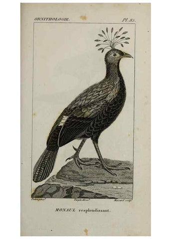Reproducción/Reproduction 49825857498: Traité d'ornithologie, ou, Tableau méthodique des ordres, sous-ordres, familles, tribus, genres, sous-genres et races d'oiseaux :. Bruxelles :Chez F.G. Levrault ;1831.. 