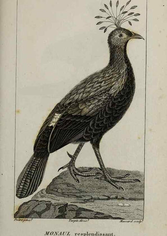 Reproducción/Reproduction 49825857498: Traité d'ornithologie, ou, Tableau méthodique des ordres, sous-ordres, familles, tribus, genres, sous-genres et races d'oiseaux :. Bruxelles :Chez F.G. Levrault ;1831.. 