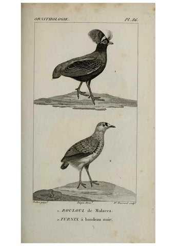 Reproducción/Reproduction 49826391116: Traité d'ornithologie, ou, Tableau méthodique des ordres, sous-ordres, familles, tribus, genres, sous-genres et races d'oiseaux :. Bruxelles :Chez F.G. Levrault ;1831.. 