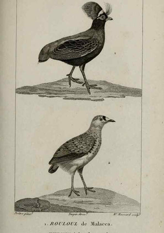 Reproducción/Reproduction 49826391116: Traité d'ornithologie, ou, Tableau méthodique des ordres, sous-ordres, familles, tribus, genres, sous-genres et races d'oiseaux :. Bruxelles :Chez F.G. Levrault ;1831.. 