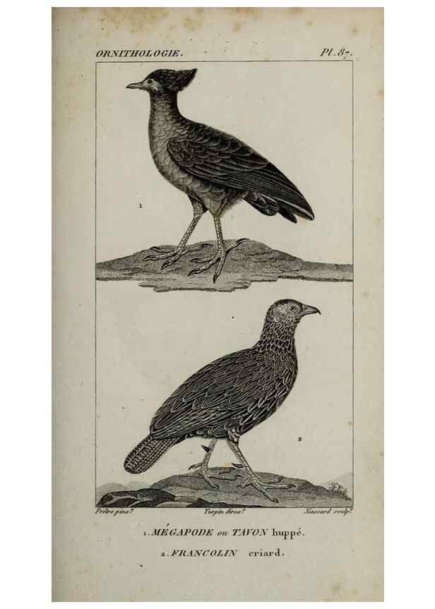 Reproducción/Reproduction 49826708752: Traité d'ornithologie, ou, Tableau méthodique des ordres, sous-ordres, familles, tribus, genres, sous-genres et races d'oiseaux :. Bruxelles :Chez F.G. Levrault ;1831.. 