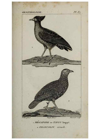 Reproducción/Reproduction 49826708752: Traité d'ornithologie, ou, Tableau méthodique des ordres, sous-ordres, familles, tribus, genres, sous-genres et races d'oiseaux :. Bruxelles :Chez F.G. Levrault ;1831.. 
