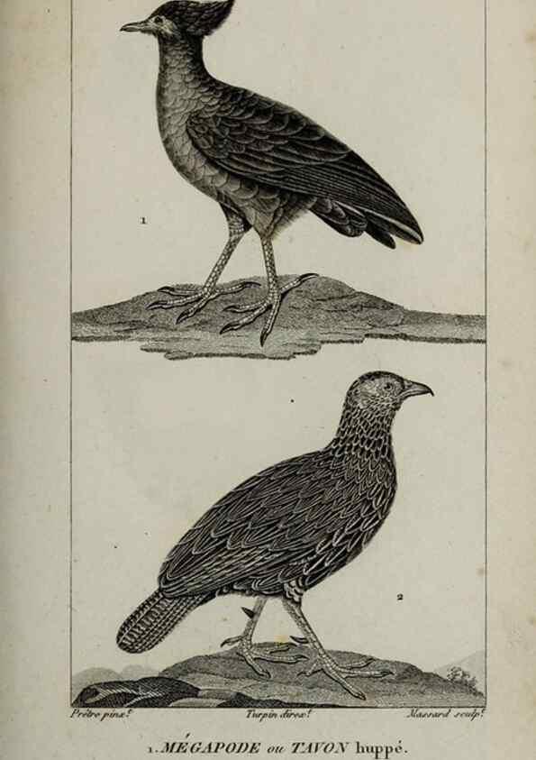 Reproducción/Reproduction 49826708752: Traité d'ornithologie, ou, Tableau méthodique des ordres, sous-ordres, familles, tribus, genres, sous-genres et races d'oiseaux :. Bruxelles :Chez F.G. Levrault ;1831.. 