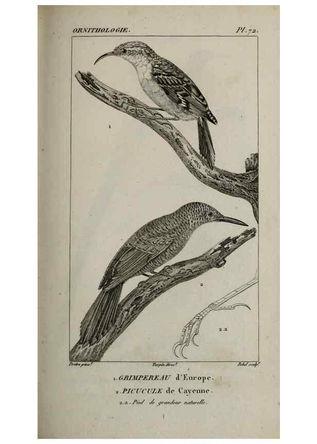 Reproducción/Reproduction 49826383236: Traité d'ornithologie, ou, Tableau méthodique des ordres, sous-ordres, familles, tribus, genres, sous-genres et races d'oiseaux :. Bruxelles :Chez F.G. Levrault ;1831.. 