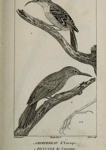 Reproducción/Reproduction 49826383236: Traité d'ornithologie, ou, Tableau méthodique des ordres, sous-ordres, familles, tribus, genres, sous-genres et races d'oiseaux :. Bruxelles :Chez F.G. Levrault ;1831.. 