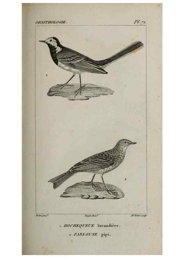 Reproducción/Reproduction 49825850288: Traité d'ornithologie, ou, Tableau méthodique des ordres, sous-ordres, familles, tribus, genres, sous-genres et races d'oiseaux :. Bruxelles :Chez F.G. Levrault ;1831.. 