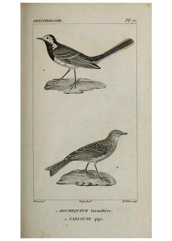 Reproducción/Reproduction 49825850288: Traité d'ornithologie, ou, Tableau méthodique des ordres, sous-ordres, familles, tribus, genres, sous-genres et races d'oiseaux :. Bruxelles :Chez F.G. Levrault ;1831.. 