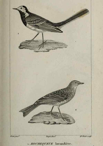Reproducción/Reproduction 49825850288: Traité d'ornithologie, ou, Tableau méthodique des ordres, sous-ordres, familles, tribus, genres, sous-genres et races d'oiseaux :. Bruxelles :Chez F.G. Levrault ;1831.. 