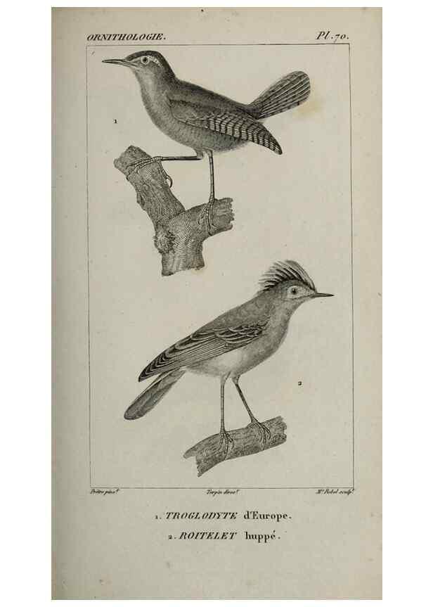 Reproducción/Reproduction 49826699627: Traité d'ornithologie, ou, Tableau méthodique des ordres, sous-ordres, familles, tribus, genres, sous-genres et races d'oiseaux :. Bruxelles :Chez F.G. Levrault ;1831.. 