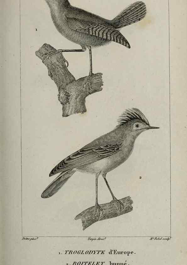 Reproducción/Reproduction 49826699627: Traité d'ornithologie, ou, Tableau méthodique des ordres, sous-ordres, familles, tribus, genres, sous-genres et races d'oiseaux :. Bruxelles :Chez F.G. Levrault ;1831.. 