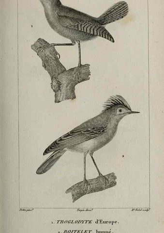 Reproducción/Reproduction 49826699627: Traité d'ornithologie, ou, Tableau méthodique des ordres, sous-ordres, familles, tribus, genres, sous-genres et races d'oiseaux :. Bruxelles :Chez F.G. Levrault ;1831.. 