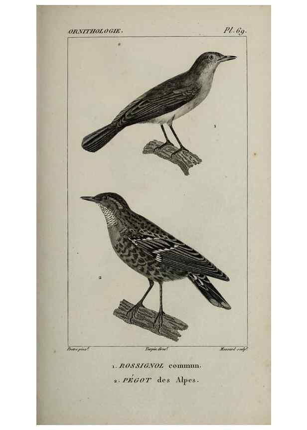 Reproducción/Reproduction 49826699302: Traité d'ornithologie, ou, Tableau méthodique des ordres, sous-ordres, familles, tribus, genres, sous-genres et races d'oiseaux :. Bruxelles :Chez F.G. Levrault ;1831.. 